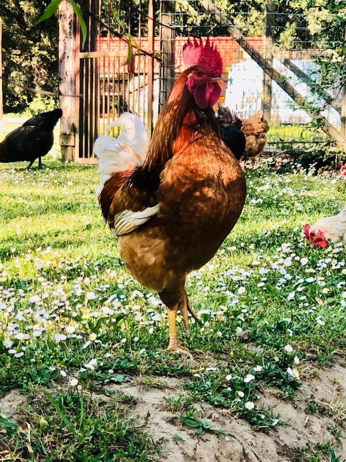 Agriturismo Pometti - Fattoria La Selva Trequanda Εξωτερικό φωτογραφία